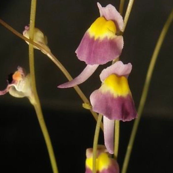 威爾維茨狸藻（ Utricularia welwitschii ） - 森流 GreenFlow - 動植物造景專門店