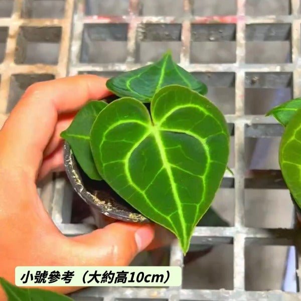 velvet cardboard anthurium Velvet Cardboard Anthurium ( Anthurium clarinervium ) - GreenFlow - Specialist Store for Plant and Animal Landscaping – 森流 GreenFlow