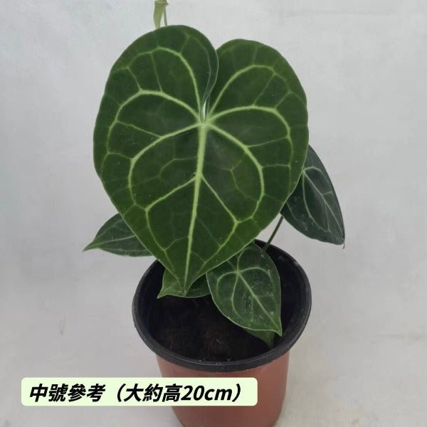 velvet cardboard anthurium 克萊恩水晶花燭Velvet Cardboard Anthurium ( Anthurium clarinervium ) - 森流GreenFlow