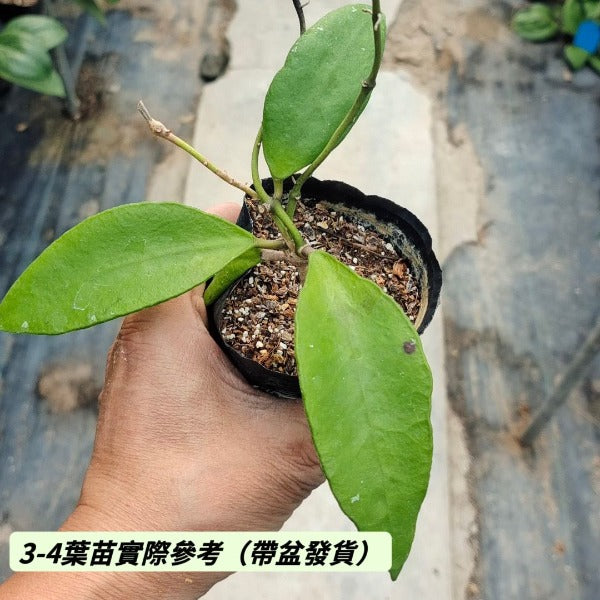 柯氏球蘭 Waxflower（ Hoya kloppenburgii ）