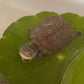 西非側頸龜 West African Black Mud Turtle( Monodactylus argenteus )