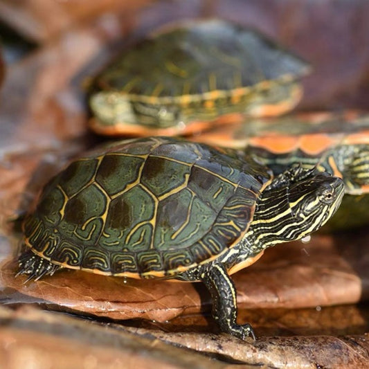 西部錦龜Western Painted Turtle  ( Chrysemys picta bellii )