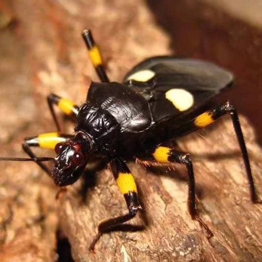 白斑獵蝽 White Spot Assassin Bug（ Platymeris biguttatus ）