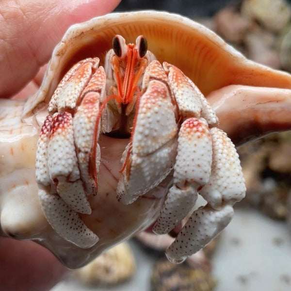 白莓寄居蟹 White Strawberry Hermit Crab ( Coenobita perlatus )