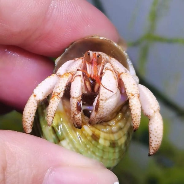白莓寄居蟹 White Strawberry Hermit Crab ( Coenobita perlatus )