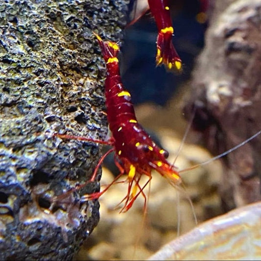 黃頰蘇蝦 Yellow Cheek Dwarf Shrimp ( Caridina Spinata ) 