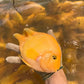 黃元寶鸚鵡魚Yellow Parrot（ Amphilophus labiatus x Paraneetroplus synspilus ）