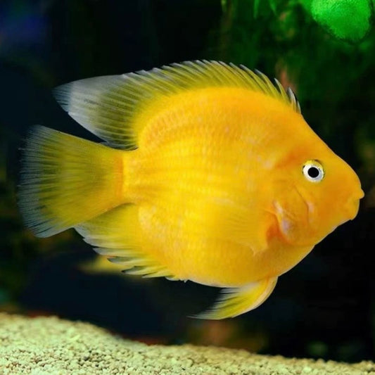 黃元寶鸚鵡魚Yellow Parrot（ Amphilophus labiatus x Paraneetroplus synspilus ）