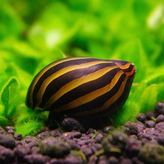 斑馬螺  Zebra Runner Snail ( Neritina natalensis ) 除藻能手