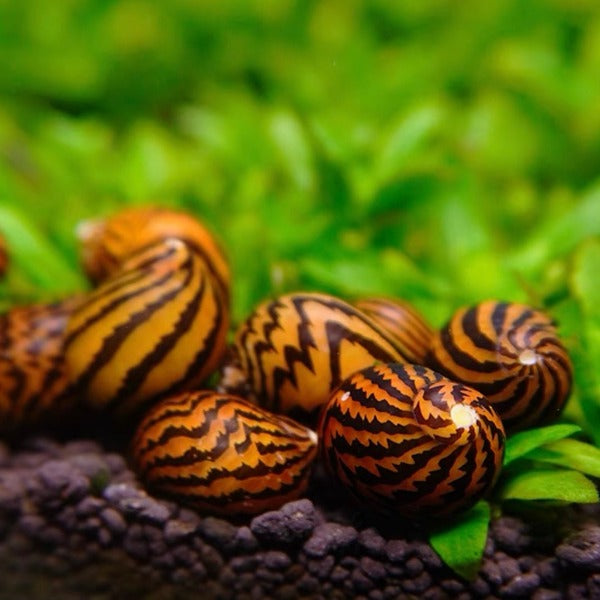 斑馬螺  Zebra Runner Snail ( Neritina natalensis ) 除藻能手