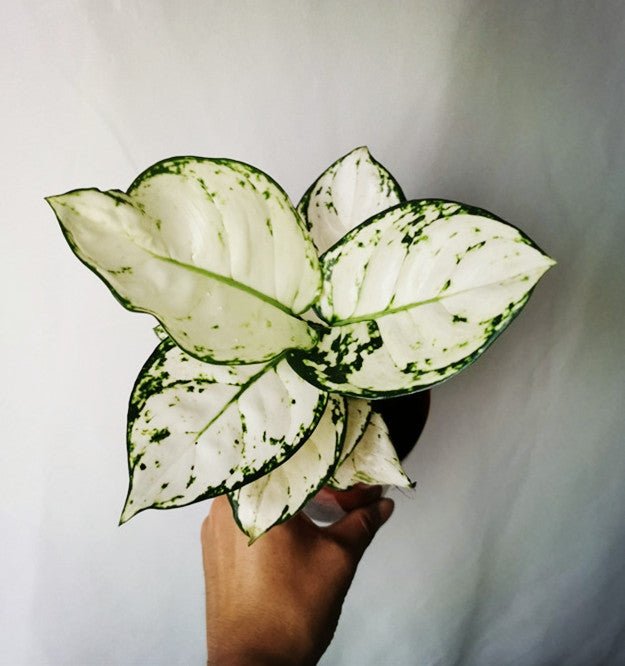 aglaonema anyamanee white Aglaonema 'Anyamanee' Super White - GreenFlow - Botanic Landscape Specialist – 森流 GreenFlow