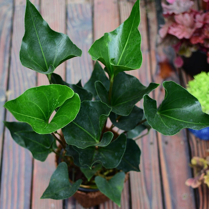 anthurium arrow plant Anthurium arrow - GreenFlow - Terrarium and Aquatic Plant Design Specialist – 森流 GreenFlow