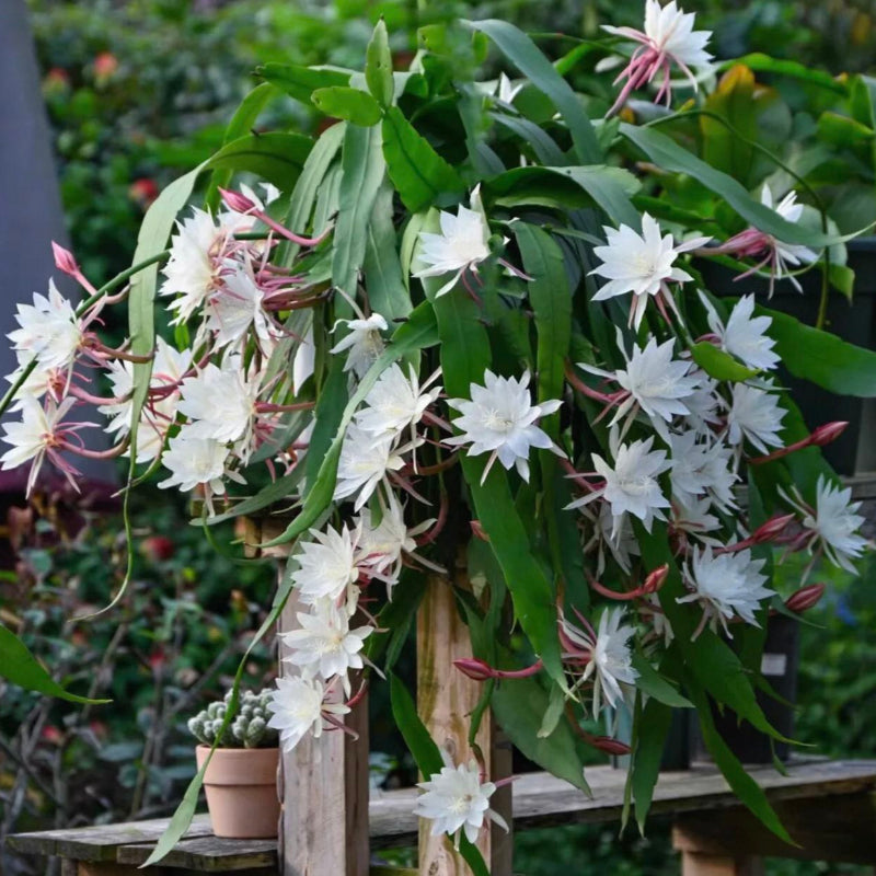 小葉曇花(Epiphyllum oxypetalum) - 森流 GreenFlow - 動植物造景專門店