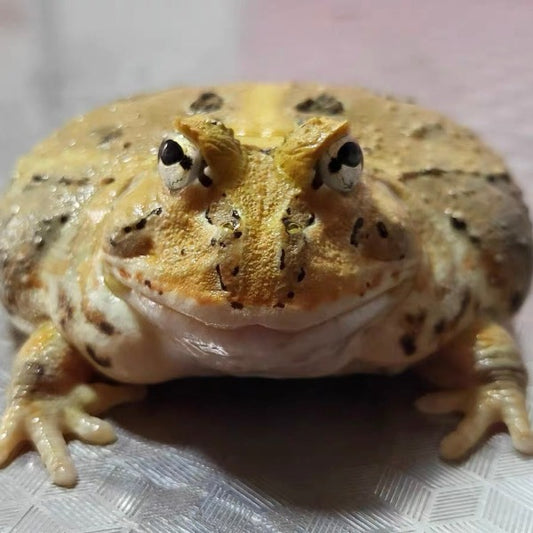 秘魯原色角蛙