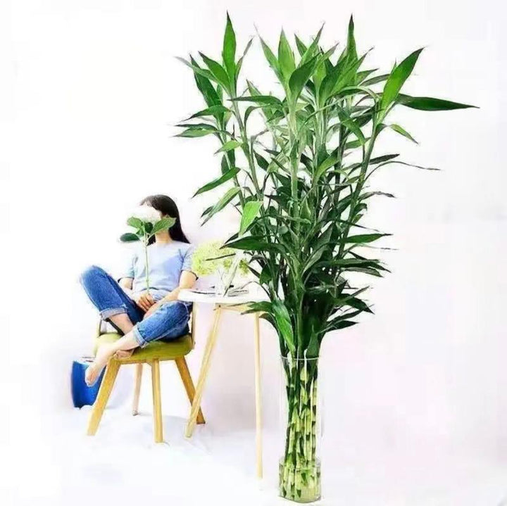 lucky bamboo 中文 Lucky Bamboo (Dracaena sanderiana Sander) - GreenFlow - Plant and Animal Landscaping Specialist – 森流 GreenFlow
