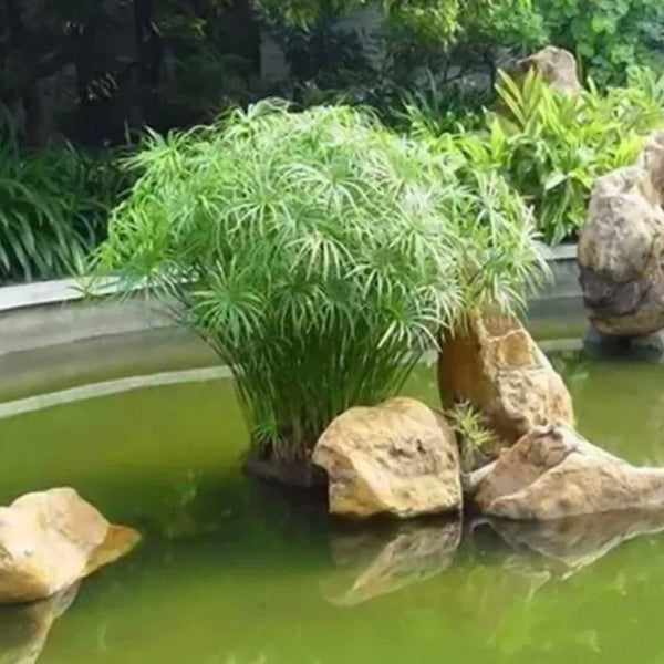 竹|植物盆栽及園藝用品專門店|森流 GreenFlow – 森流 GreenFlow - 動植物造景專門店