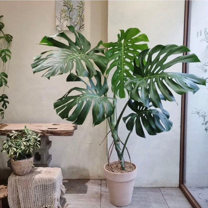 monstera deliciosa in chinese Large Monstera deliciosa - GreenFlow - Plant and Animal Landscaping Specialist – 森流 GreenFlow