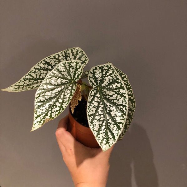 富士山秋海棠 Begonia ' Snow Capped ' ( Begonia fibrous Hybrid ) - 森流 GreenFlow - 動植物造景專門店