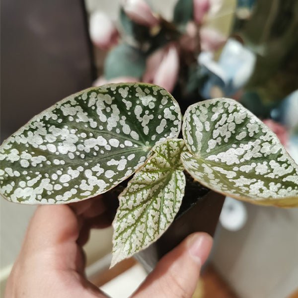 富士山秋海棠 Begonia ' Snow Capped ' ( Begonia fibrous Hybrid ) - 森流 GreenFlow - 動植物造景專門店