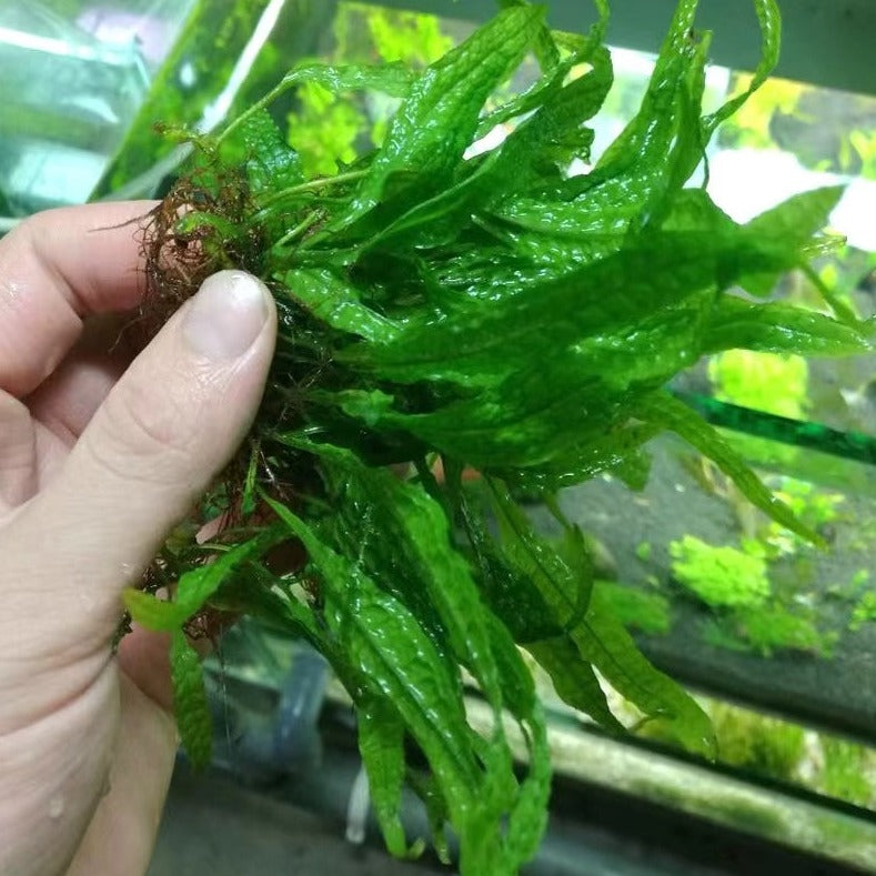 菲律賓鉄皇冠（Microsorium pteropus ''philippine''）
