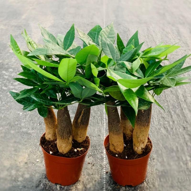 money tree 中文 造型發財樹Money Tree ( Pachira aquatica ) - 森流GreenFlow