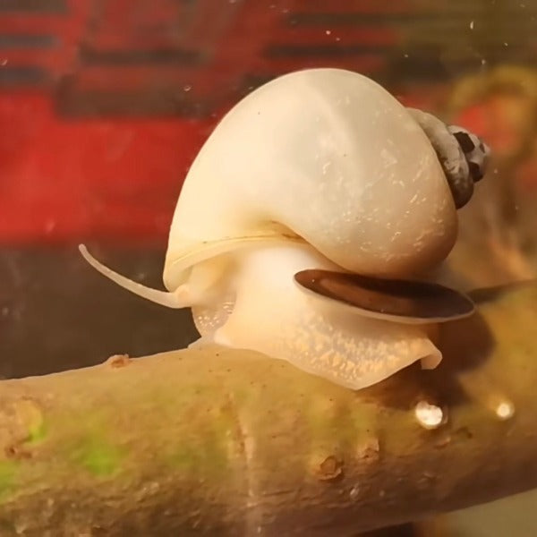 白象牙螺 / 神秘螺Ivory Mystery Snail ( Pomacea bridgesii ) 丝藻克星