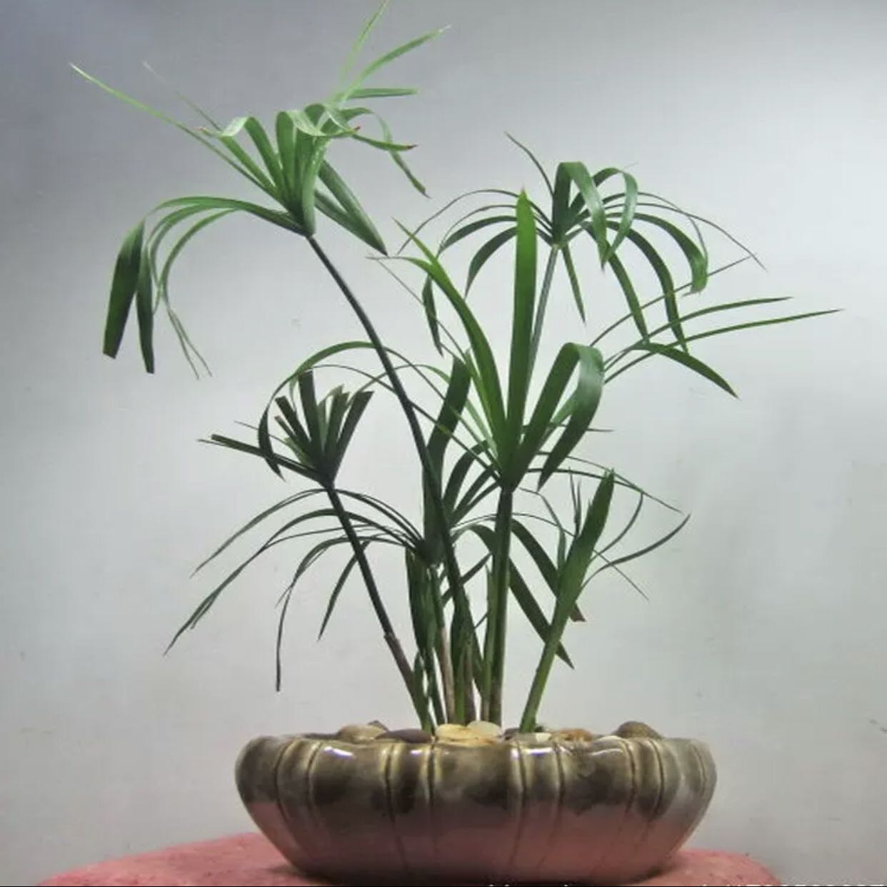 水竹小苗(Phyllostachys heteroclada Oliv.) - 森流 GreenFlow - 動植物造景專門店