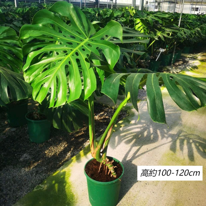 monstera deliciosa 中文 大型龜背竹(Monstera deliciosa) - 森流GreenFlow