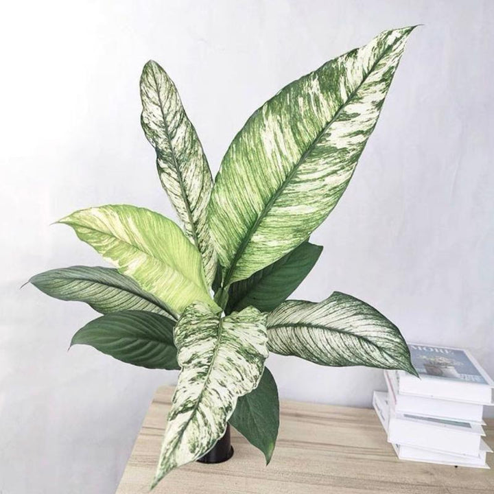 peace lily 中文名 花葉白掌-斑叶白鹤芋Peace Lily ( Spathiphyllum Sensation Variegated ) - 森流GreenFlow