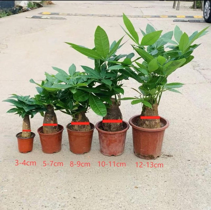 money tree hk Money Tree (Pachira aquatica) - GreenFlow - Plant & Animal Landscaping Specialist Shop – 森流 GreenFlow