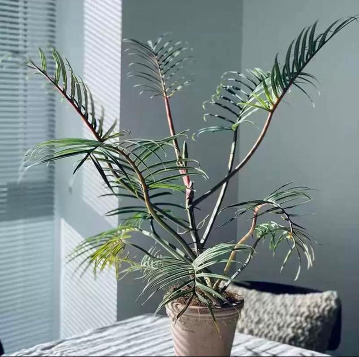 philodendron elegans vs tortum Philodendron tortum - GreenFlow - Plant & Animal Landscape Design Specialist – 森流 GreenFlow