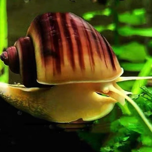 紫紋螺 / 神秘螺 Magenta Mystery Snail ( Pomacea bridgesii ) 清缸高手