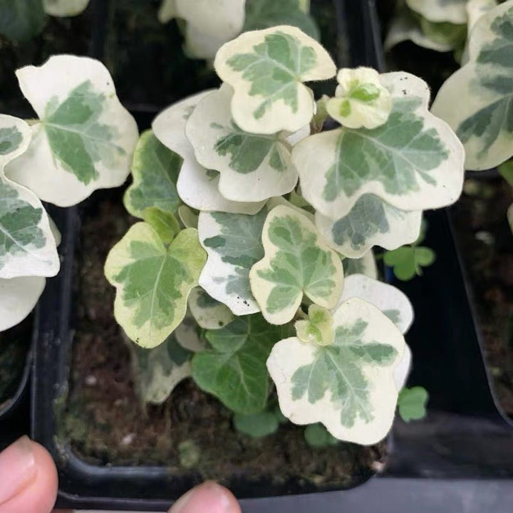 常春藤 Yukihotaru Ivy var. (Hedera helix) - 森流 GreenFlow - 動植物造景專門店