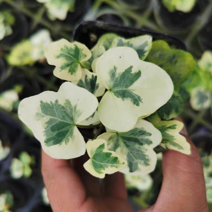 常春藤 Yukihotaru Ivy var. (Hedera helix) - 森流 GreenFlow - 動植物造景專門店