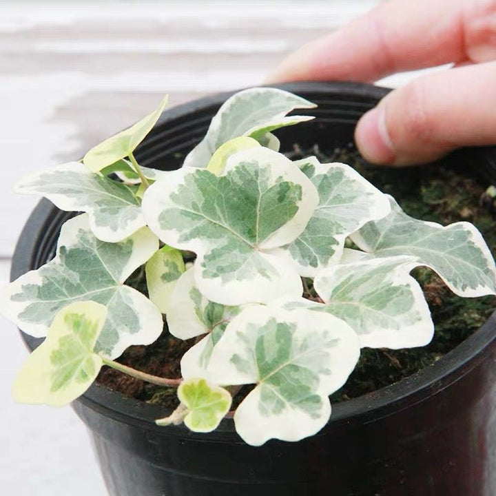 常春藤 Yukihotaru Ivy var. (Hedera helix) - 森流 GreenFlow - 動植物造景專門店