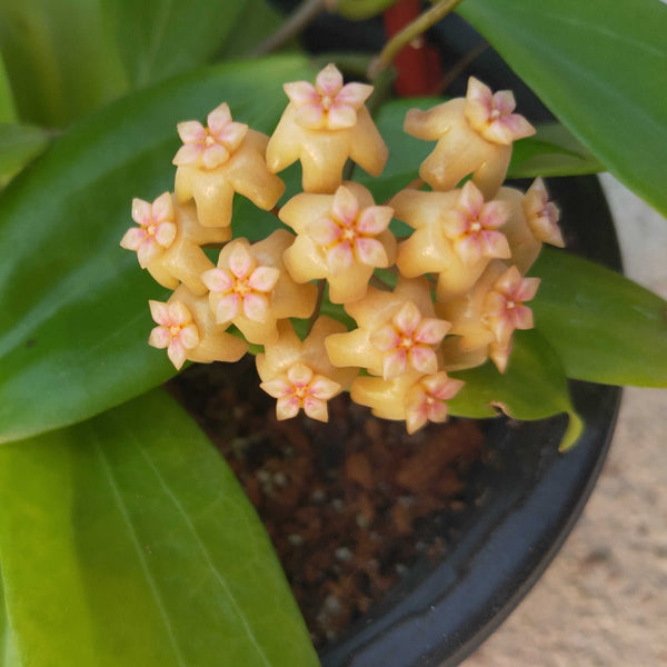 新波迪卡球蘭 /毬蘭Hoya neoebudica
