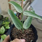 銀斑琴葉球蘭（ Hoya pandurata silver ）