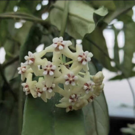 墨脫球蘭（ Hoya sp. motuoensis ）