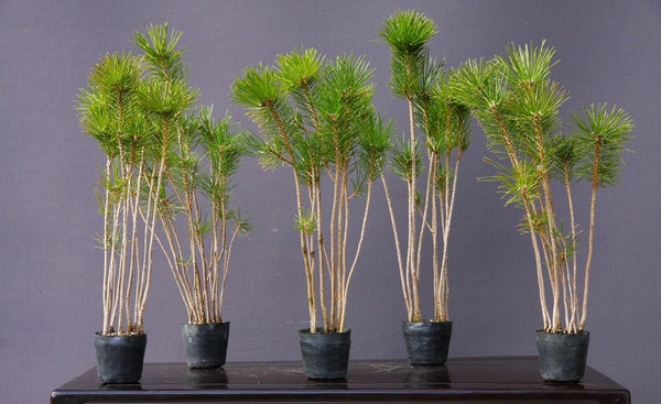 黒松５鉢セット　　　中品盆栽／樹齢６ w1208918545