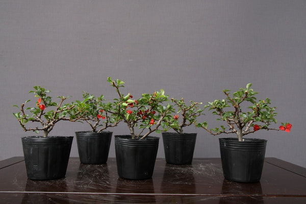 長寿梅５本セット　小品盆栽　樹齢５年 h1200871904