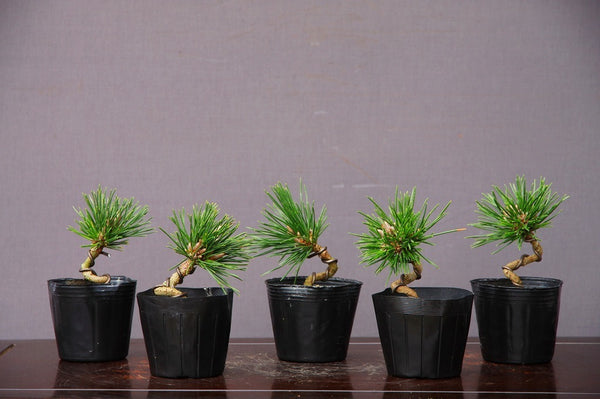 千寿丸５本セット　　　小品盆栽／樹齢３年 1207440078