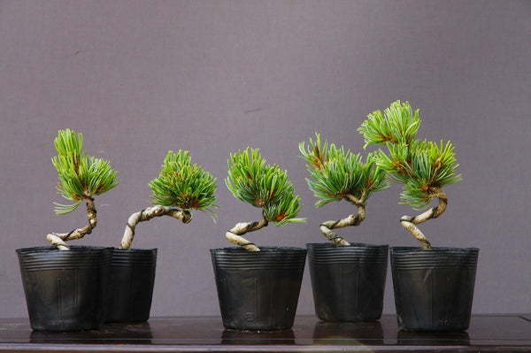 宮島五葉松　5本　　　　　小品盆栽／樹齢3年 e1209883420