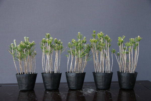 黒松５鉢セット　　寄せ植え　　小品盆栽／樹齢３年 b1210146328