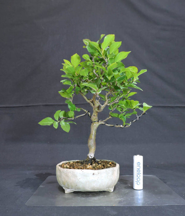 姫シャラ ( ヒメシャラ / 姫沙羅) 盆栽 奥行13cm 横幅18cm 高さ22.5cm x1184944654