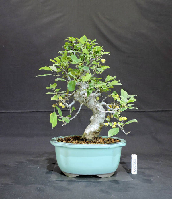 深山海棠 (ミヤマカイドウ / カイドウ / 海棠) 盆栽 奥行24cm 横幅27cm 高さ35.5cm (店舗受け取り不可) k1199654036