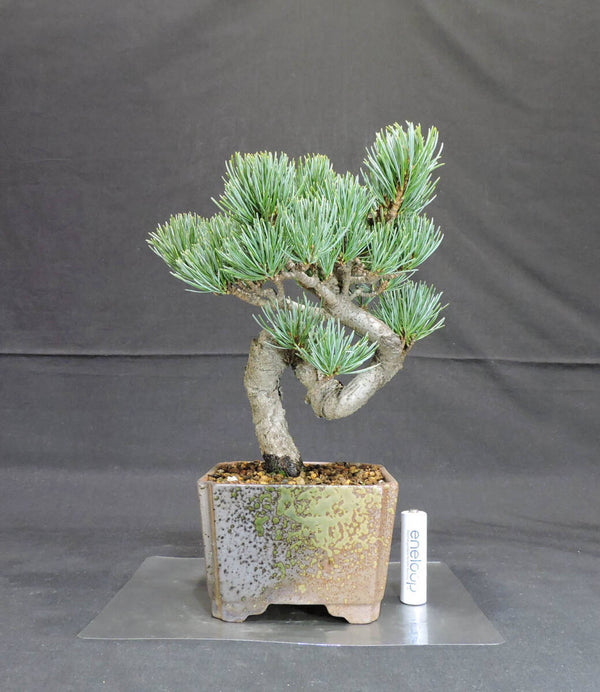 五葉松 盆栽 奥行15cm 横幅18cm 高さ25cm c1205167244