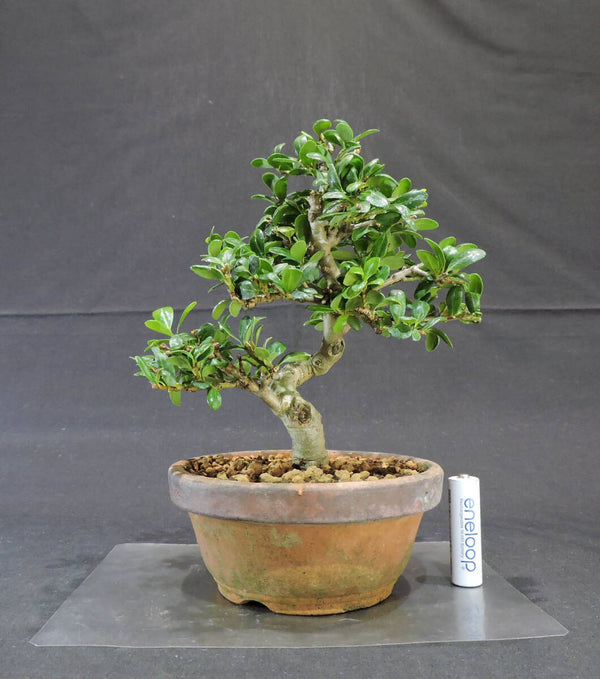 姫ツゲ ( ヒメツゲ / 姫柘植 / ツゲ ) 盆栽 苗 奥行14.5cm 横幅16cm 高さ21cm 1208037022