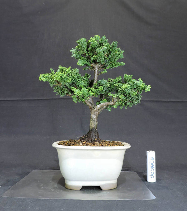 ヒノキ 石化桧 盆栽 奥行12cm 横幅16cm 高さ23cm c1200363524