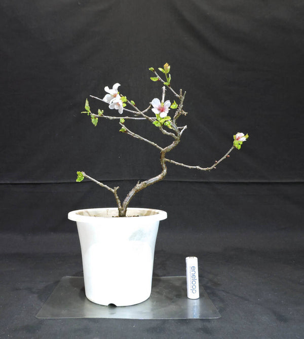 桜 信濃寒桜 ( シナノカンザクラ / サクラ ) 盆栽 プラスチック鉢 苗 奥行19.5cm 横幅19cm 高さ27.5cm (S5) t1204162904