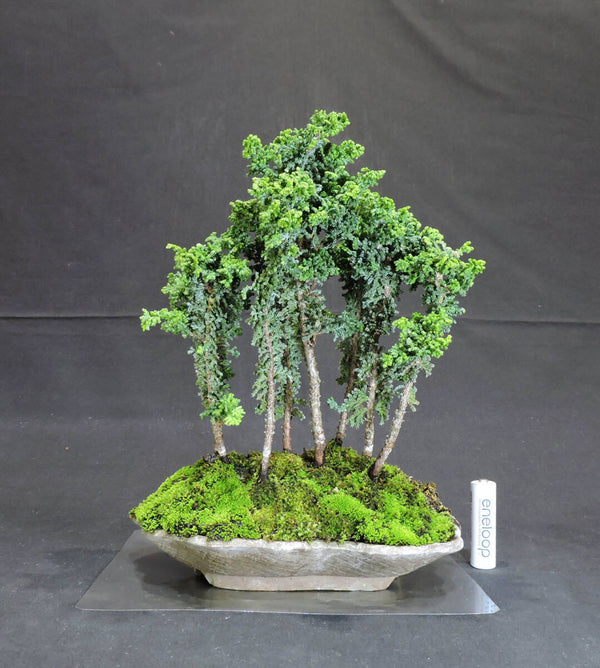 ヒノキ 石化桧 寄せ植え 盆栽 奥行15cm 横幅18cm 高さ24.5cm h1202101229